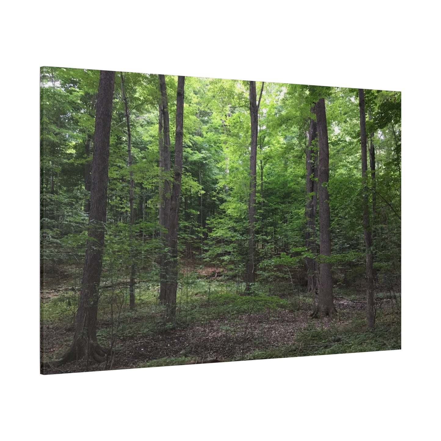 Serene Forest Canvas Art - Stretched Wall Décor for Natural Ambiance Sacred Grove