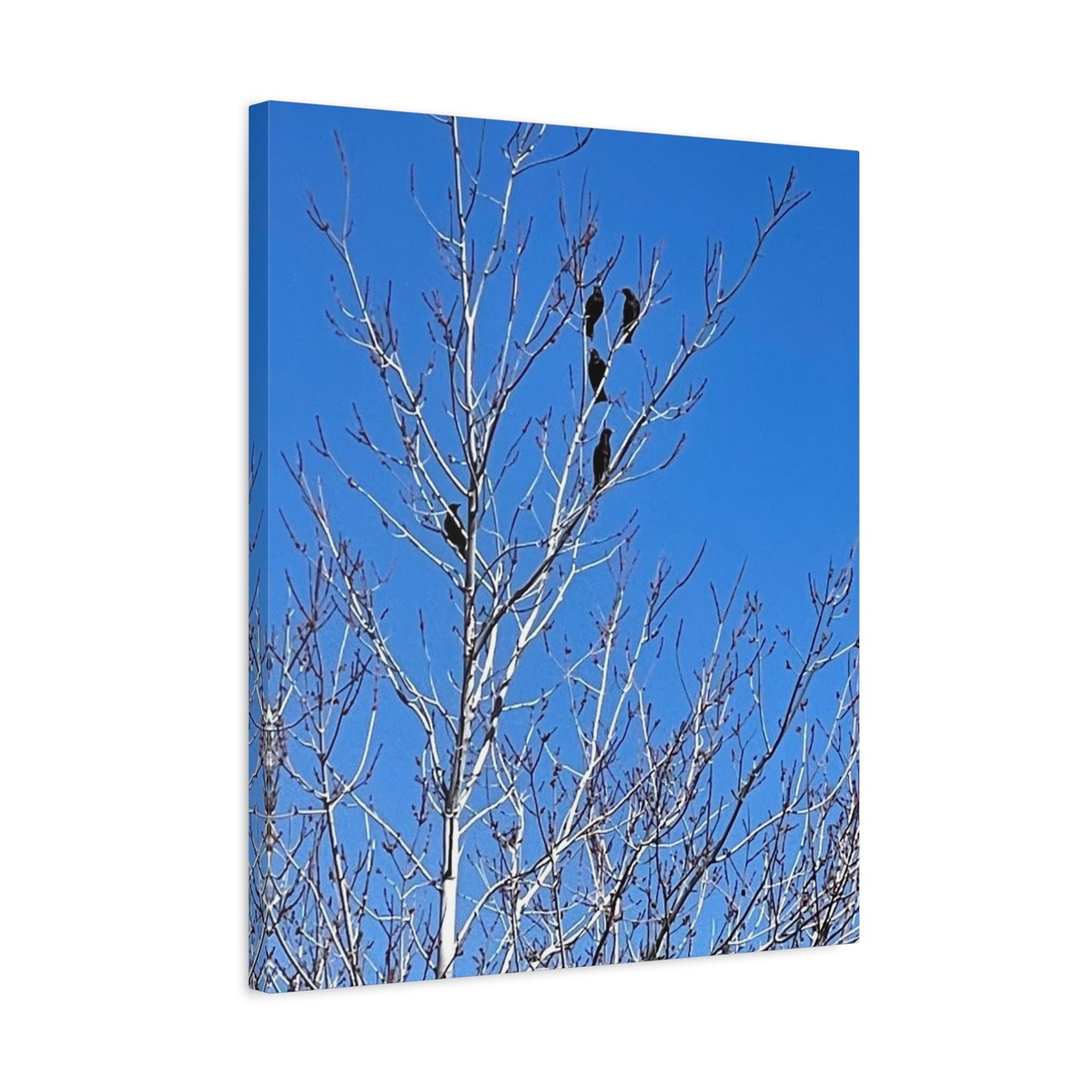 Serene Bird Canvas Wall Art - Tranquil Nature Decor for Home and Office