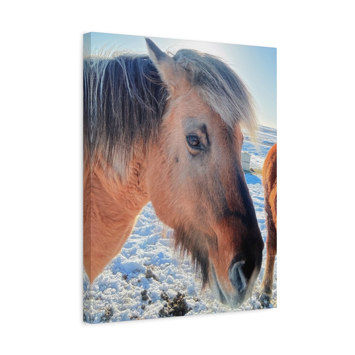 Beautiful Horse Canvas Wall Art - Stretched Matte Print for Animal Lovers