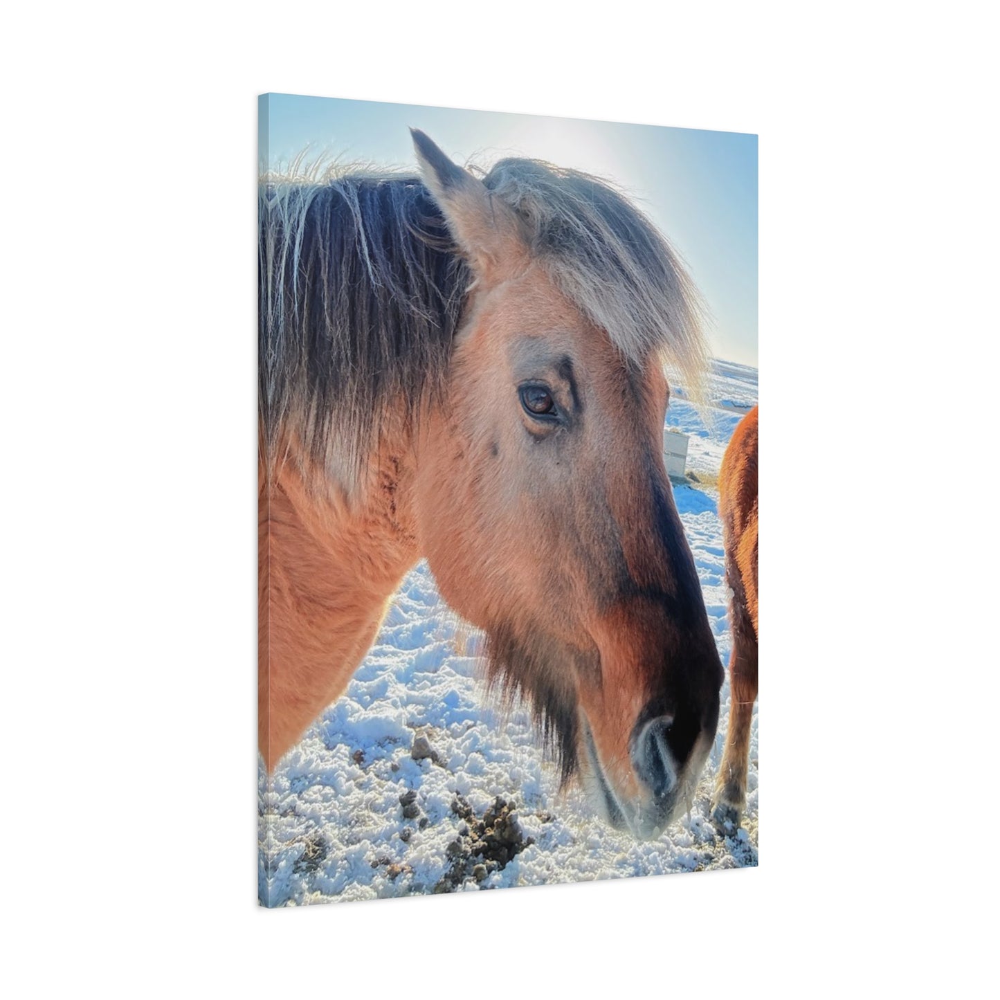 Beautiful Horse Canvas Wall Art - Stretched Matte Print for Animal Lovers