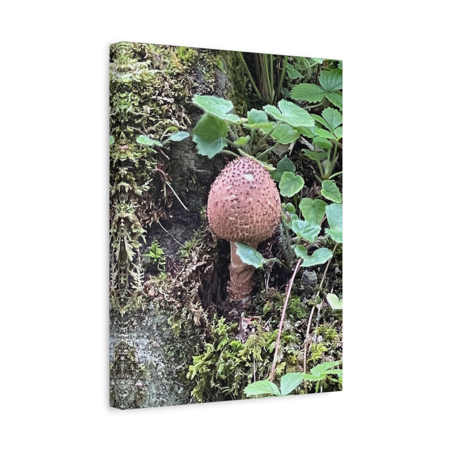 Nature-Inspired Mushroom Canvas Print - 1.25" Stretched Wall Art