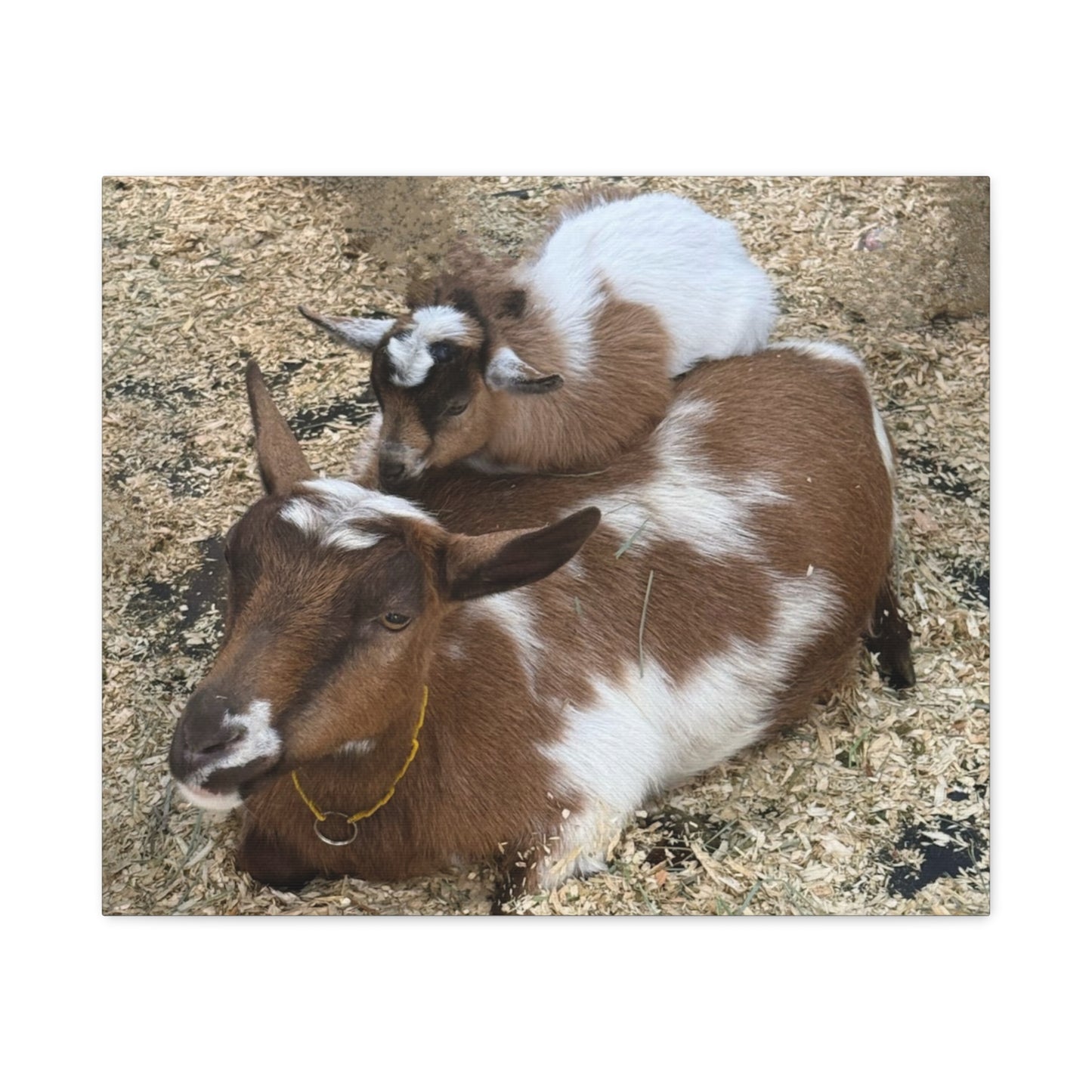 Goat Family Matte Canvas Print - Heartwarming Animal Wall Art