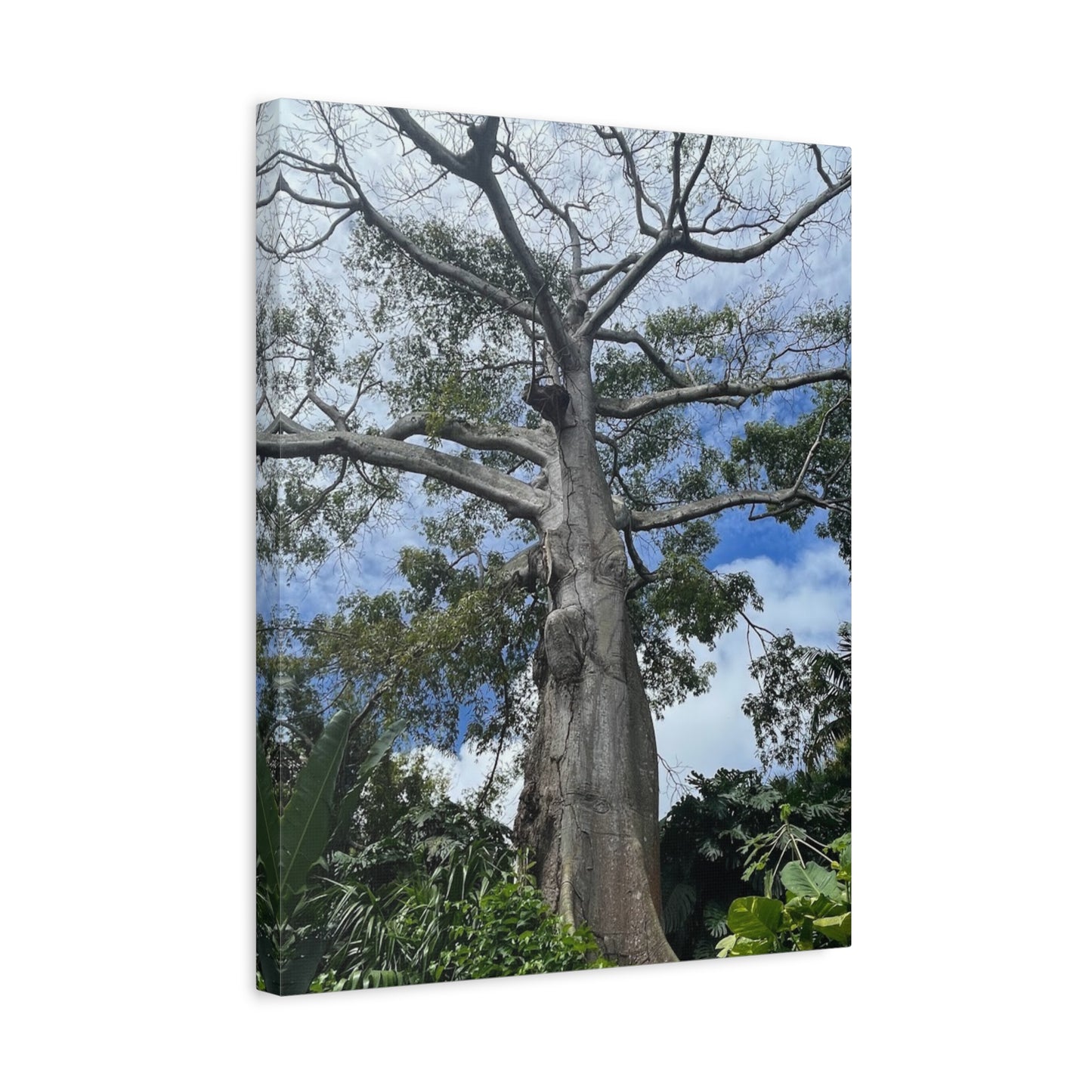 Stretched Canvas Art - Majestic Tree Wall Decor for Nature Lovers