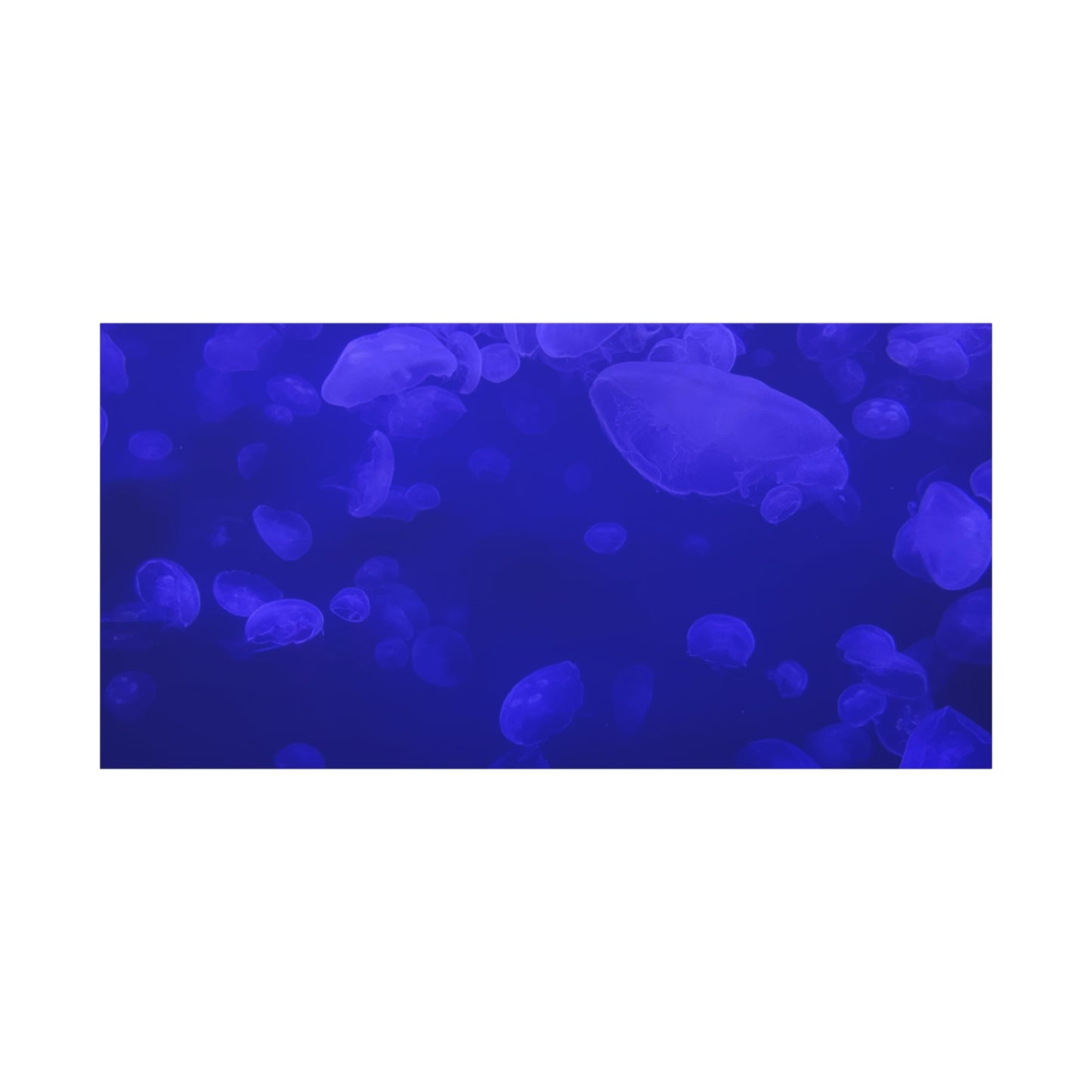 Jellyfish Watercolor Canvas Art - Ocean Theme Wall Decor