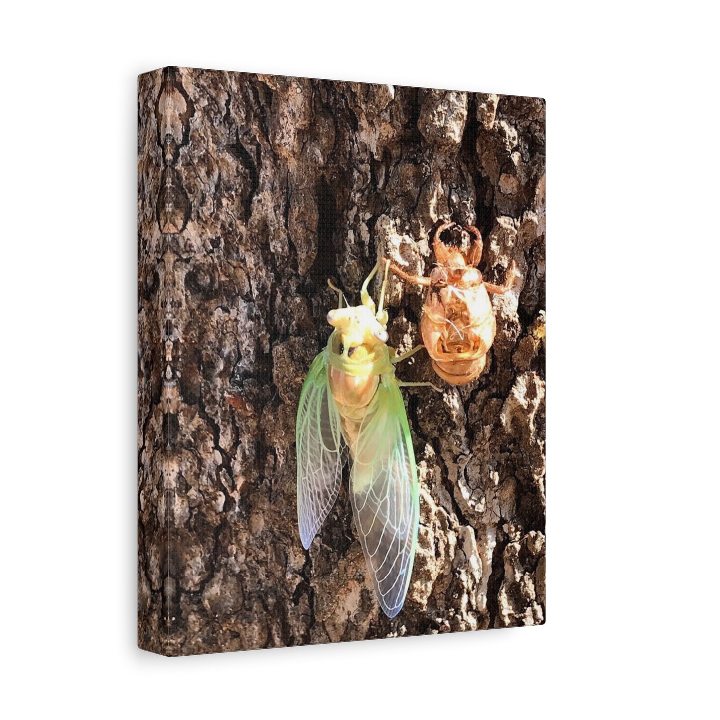 Nature-Inspired Wall Art: Cicada Lifecycle Canvas Print