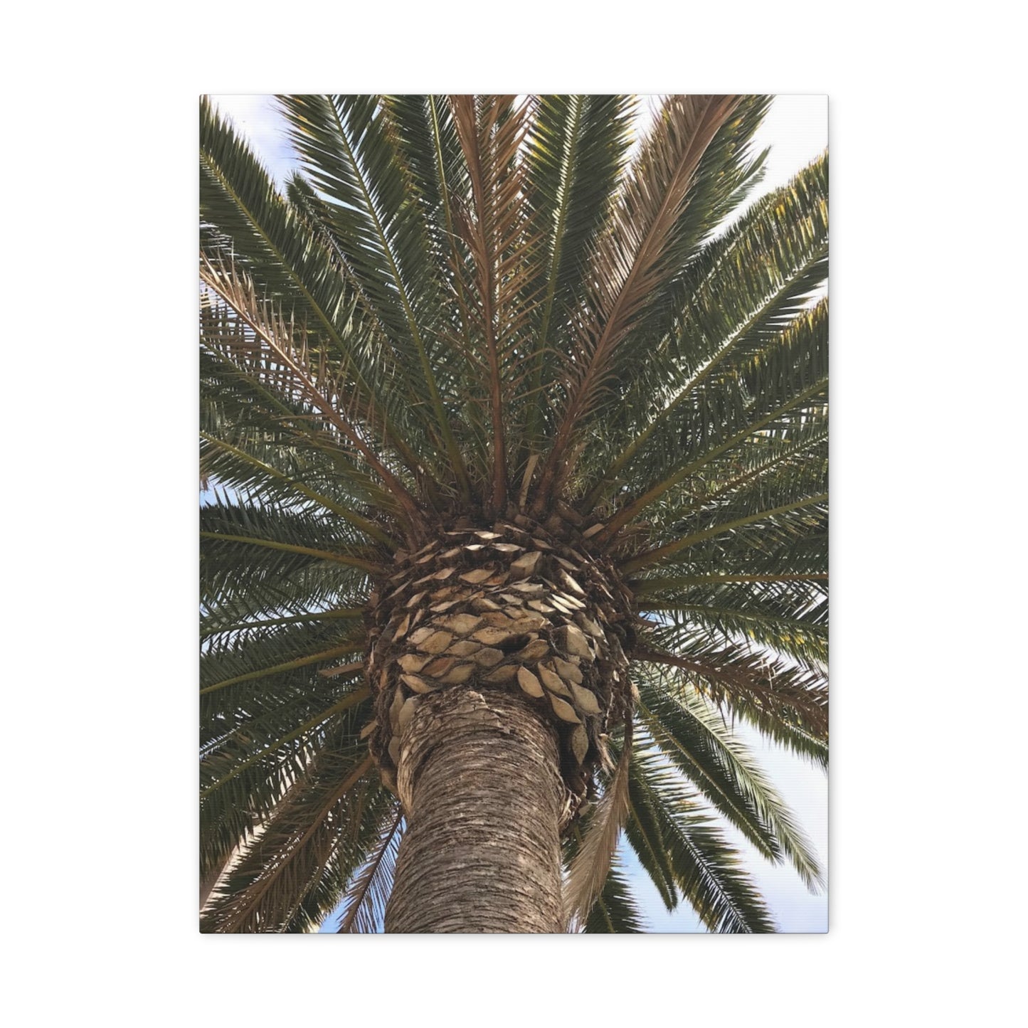Tropical Palm Tree Canvas Art - Stretched Wall Decor for Home or Office