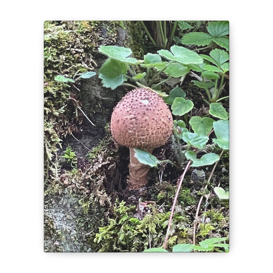 Nature-Inspired Mushroom Canvas Print - 1.25" Stretched Wall Art