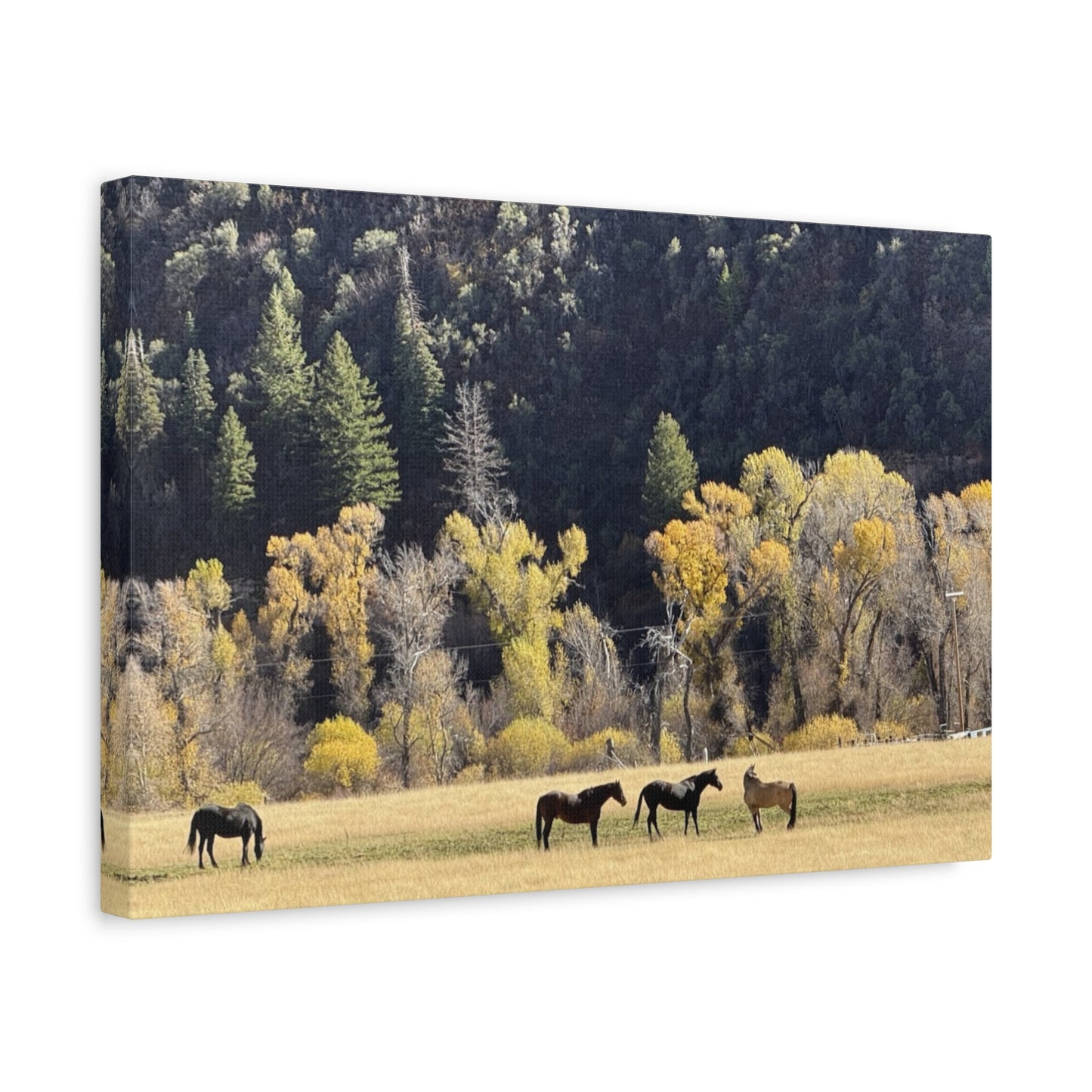Scenic Horse Canvas Print - Rustic Wall Art for Nature Lovers