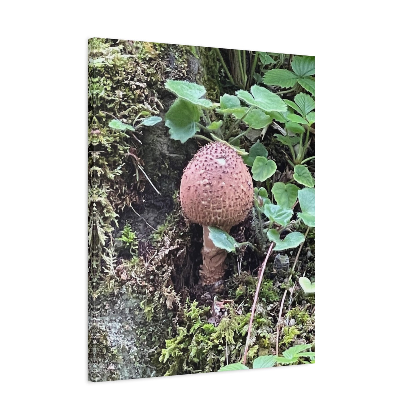 Nature-Inspired Mushroom Canvas Print - 1.25" Stretched Wall Art