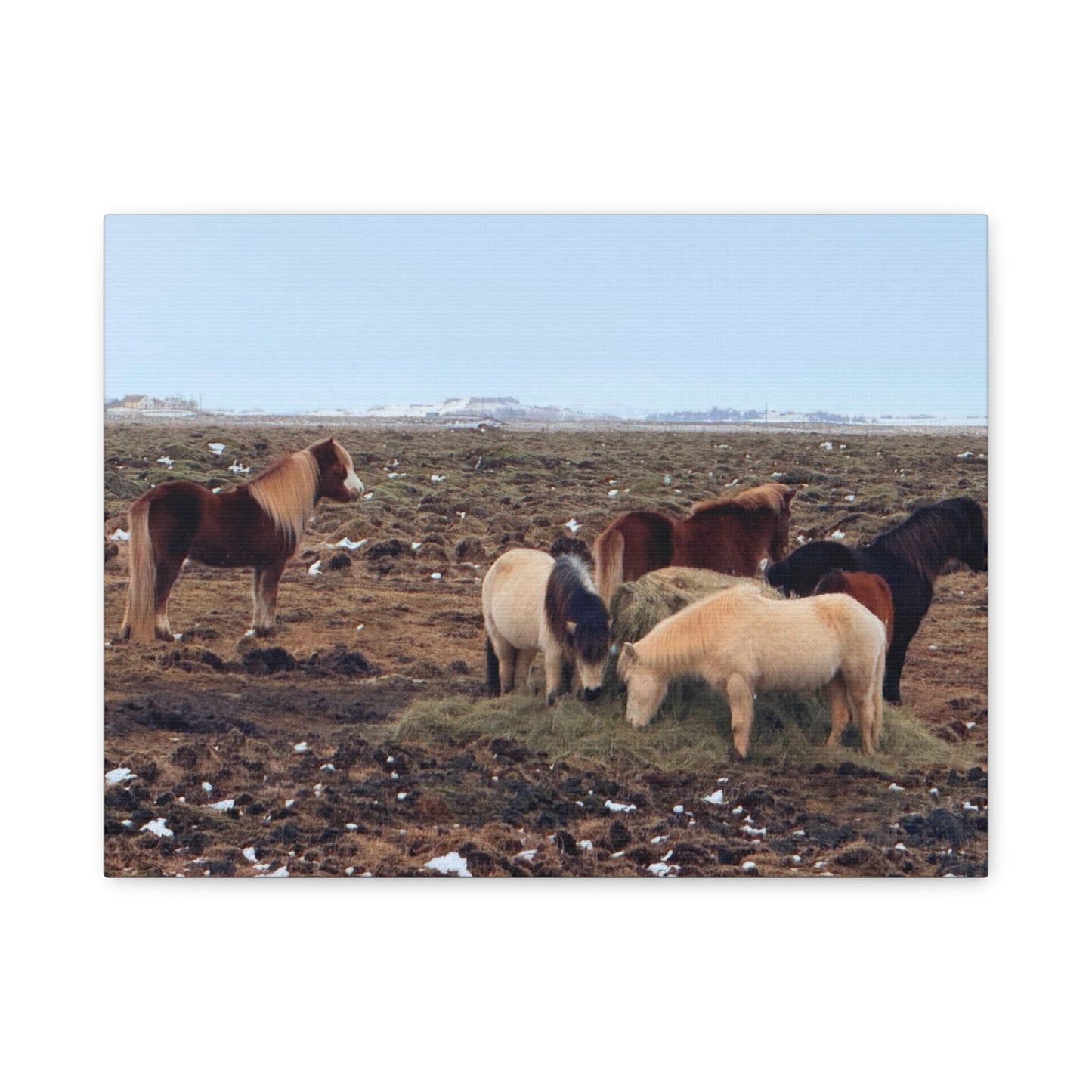 Icelandic Horse Canvas Art - Matte Stretched Print for Animal Lovers