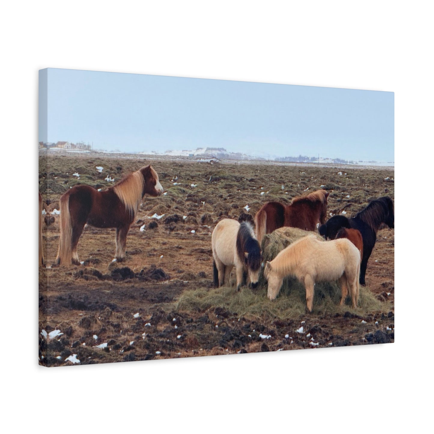 Icelandic Horse Canvas Art - Matte Stretched Print for Animal Lovers