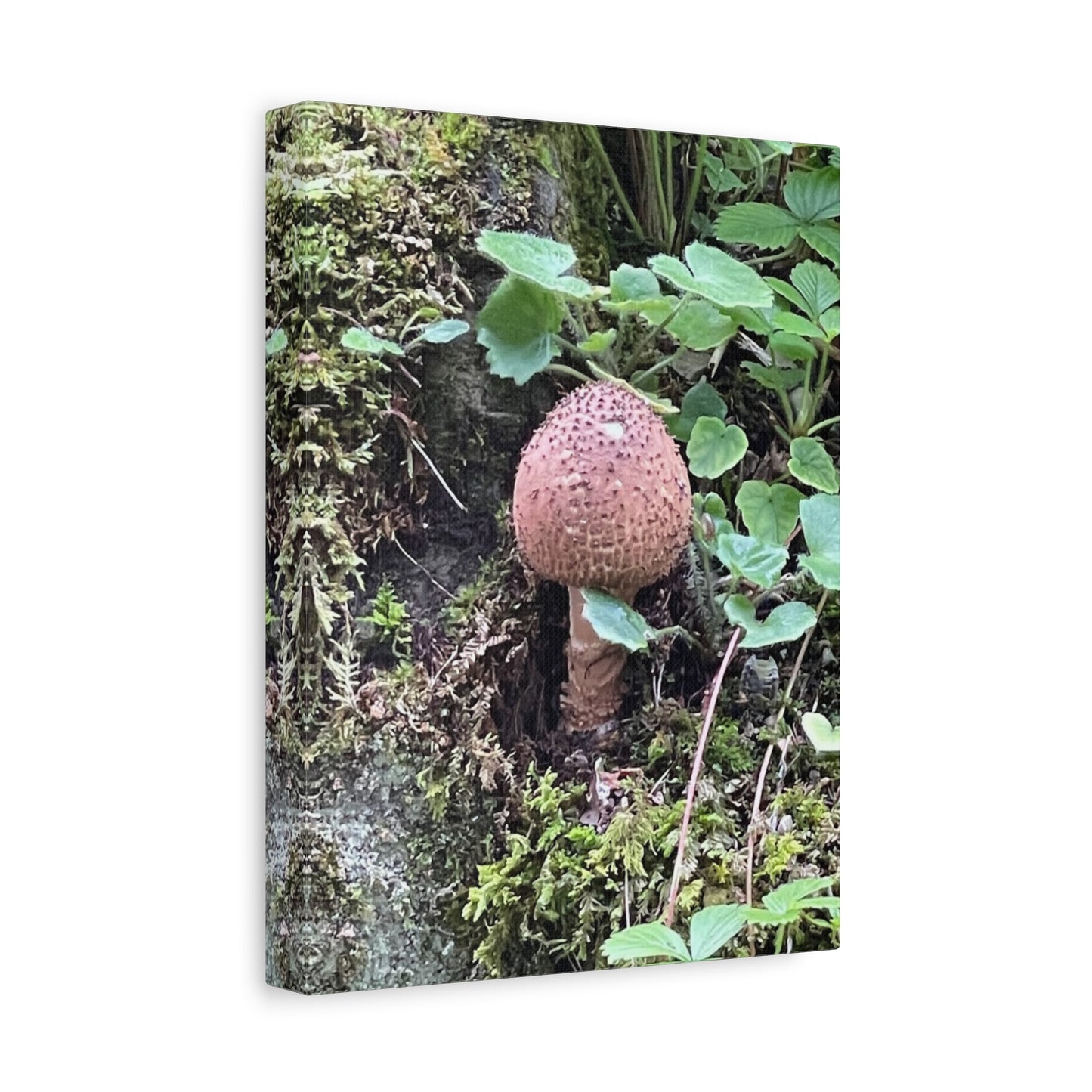 Nature-Inspired Mushroom Canvas Print - 1.25" Stretched Wall Art