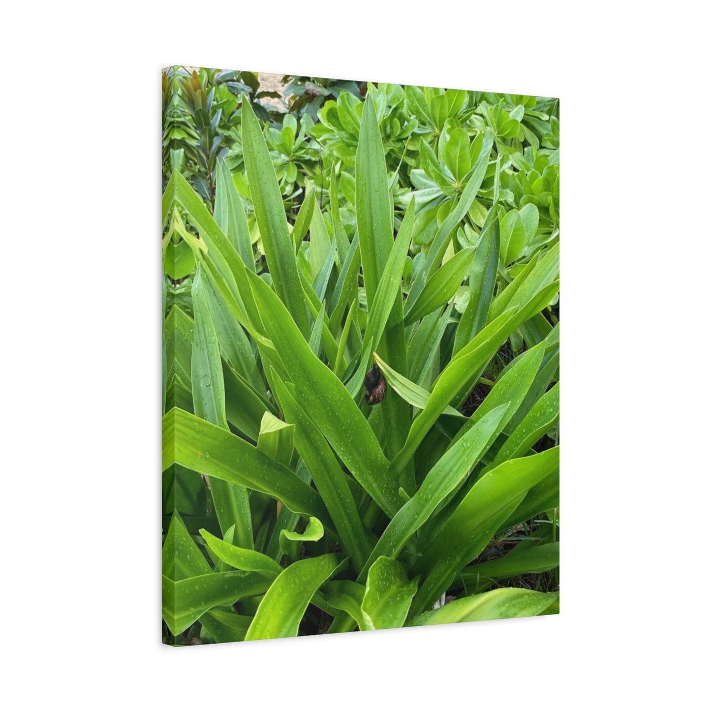 Nature-Inspired Matte Canvas Wall Art - Lush Greenery with snail