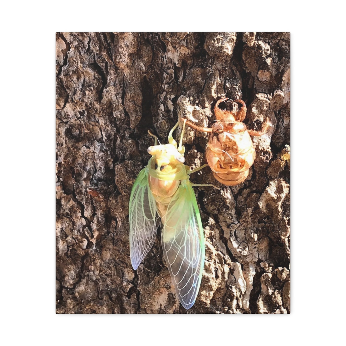 Nature-Inspired Wall Art: Cicada Lifecycle Canvas Print