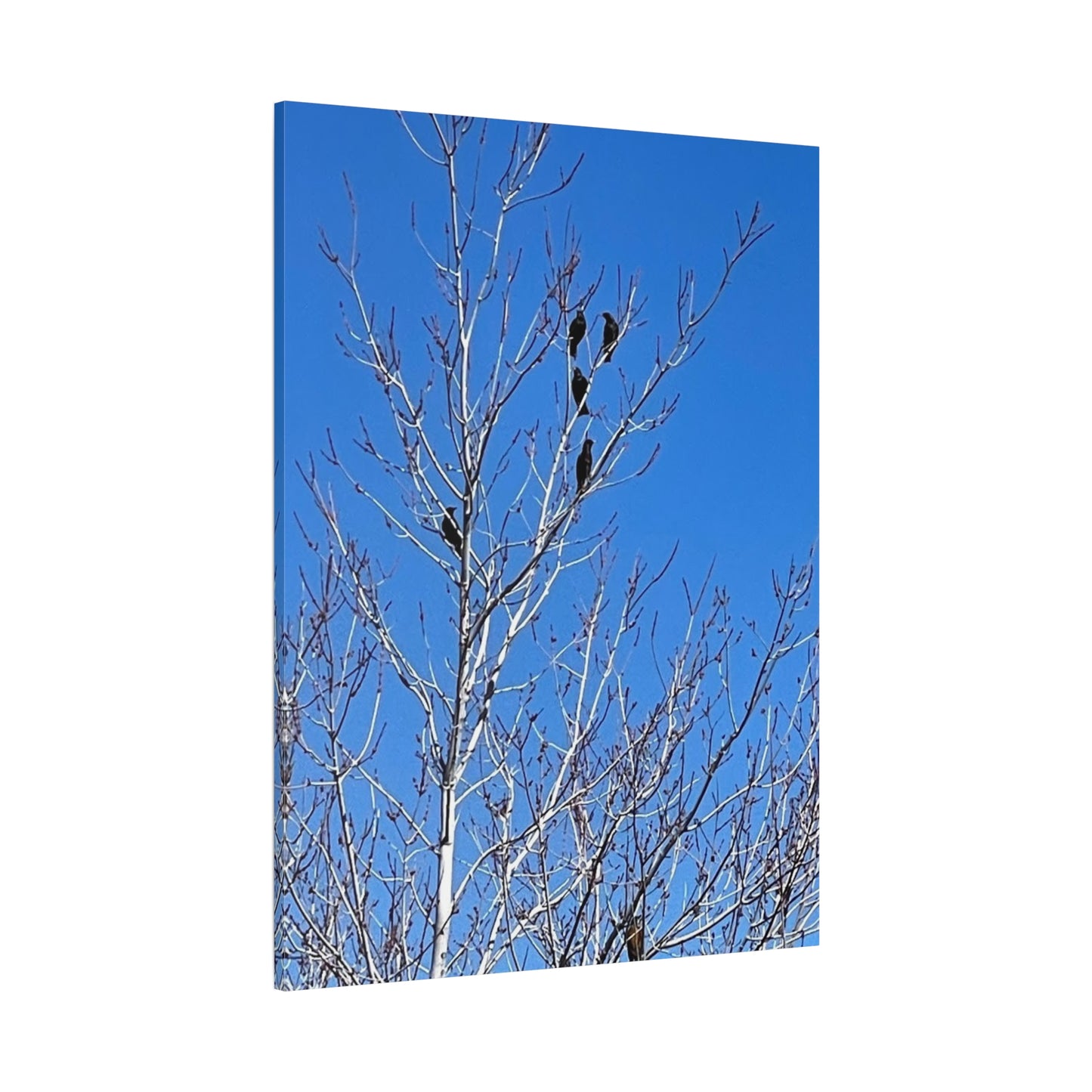 Serene Bird Canvas Wall Art - Tranquil Nature Decor for Home and Office