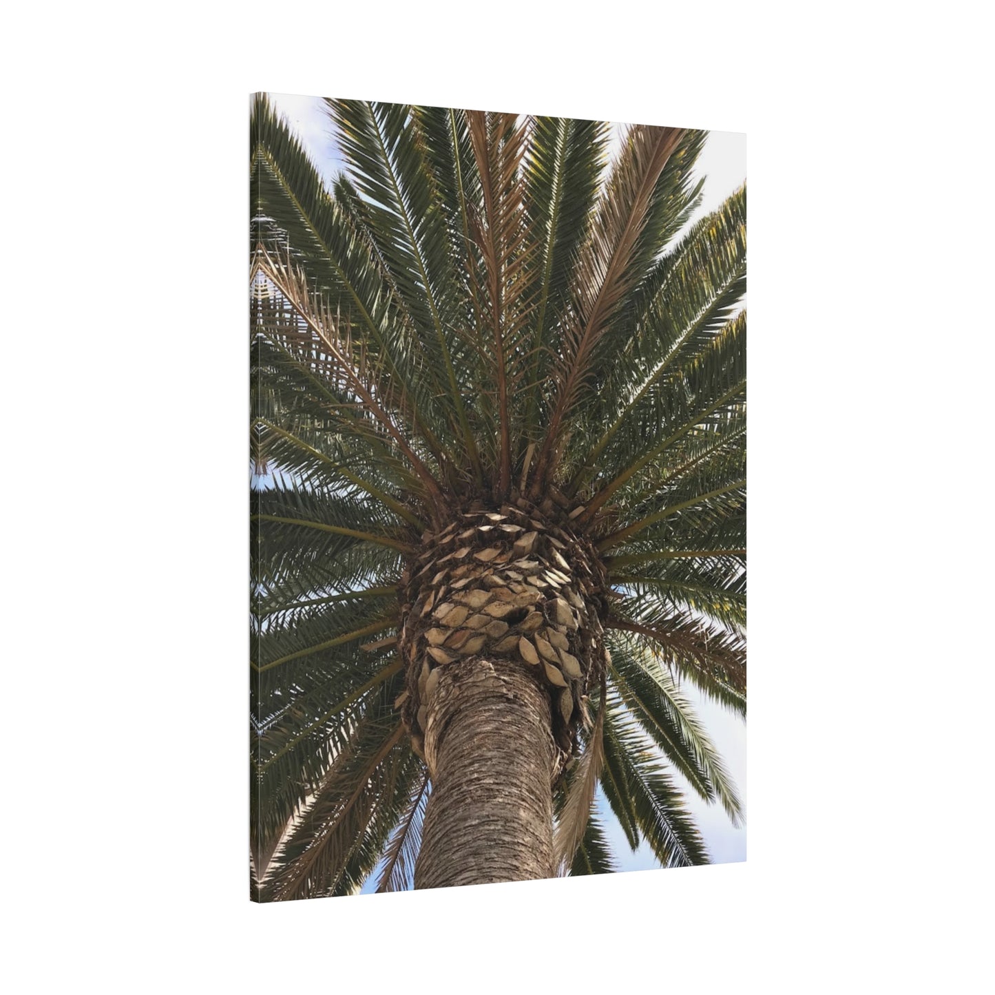 Tropical Palm Tree Canvas Art - Stretched Wall Decor for Home or Office