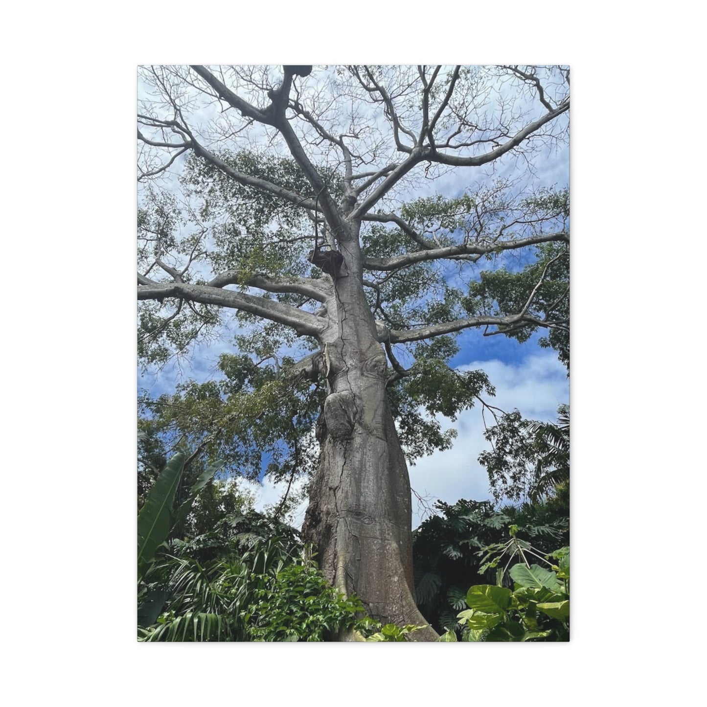 Stretched Canvas Art - Majestic Tree Wall Decor for Nature Lovers
