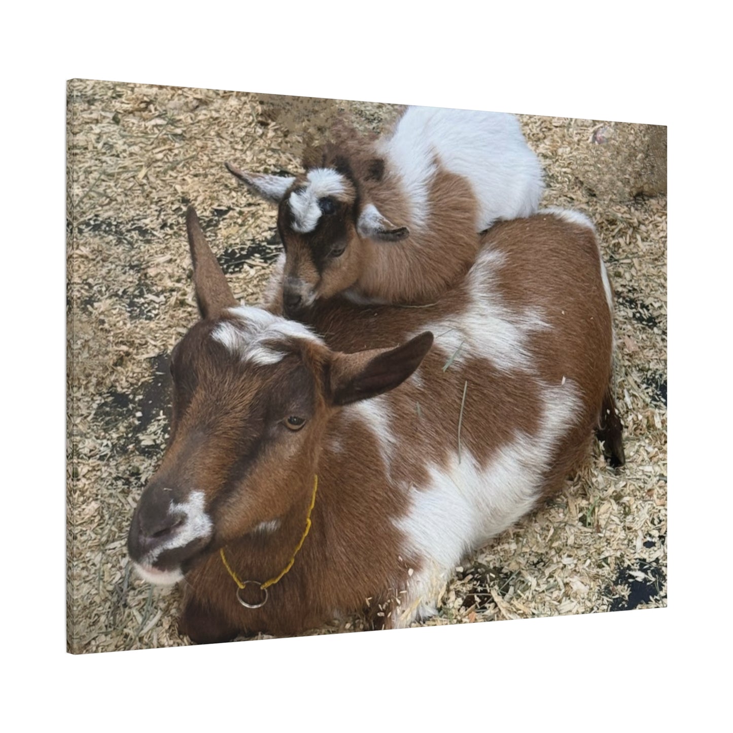 Goat Family Matte Canvas Print - Heartwarming Animal Wall Art