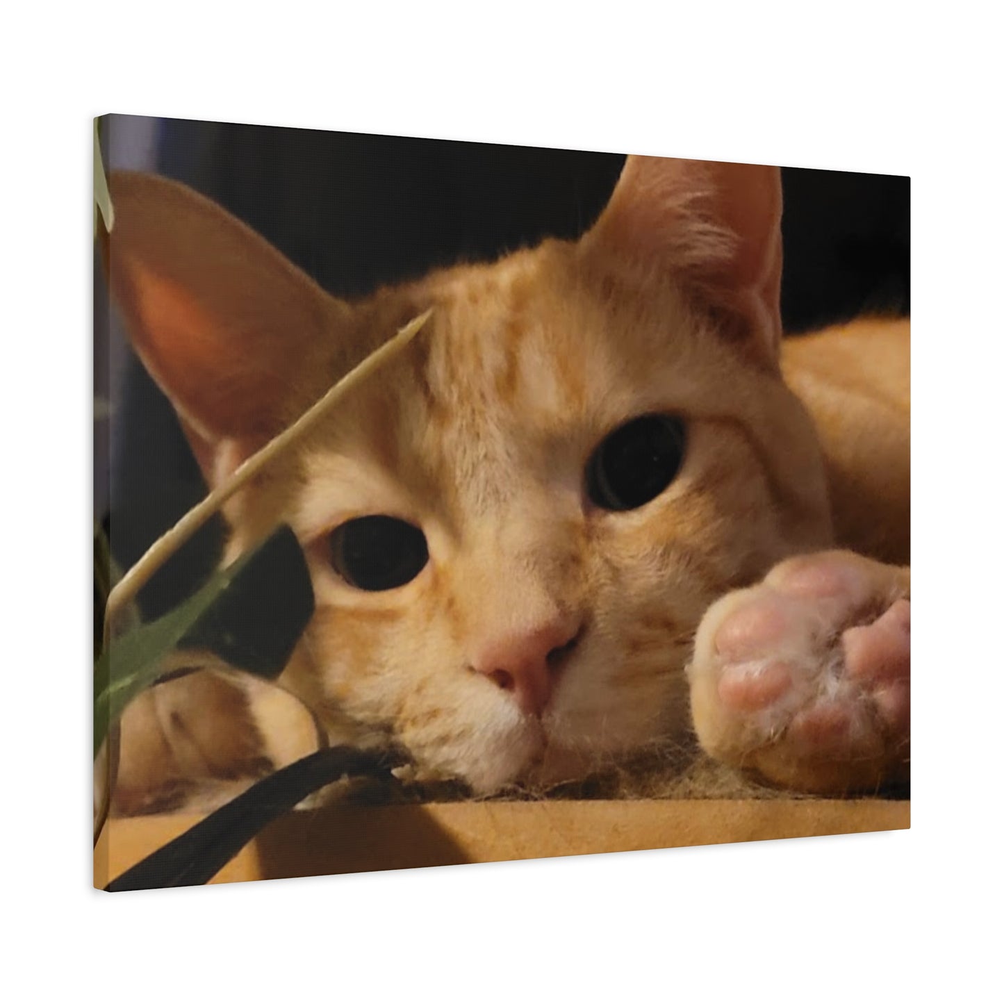 Cozy Cat Canvas Art - Stretched Matte Print for Cat Lovers