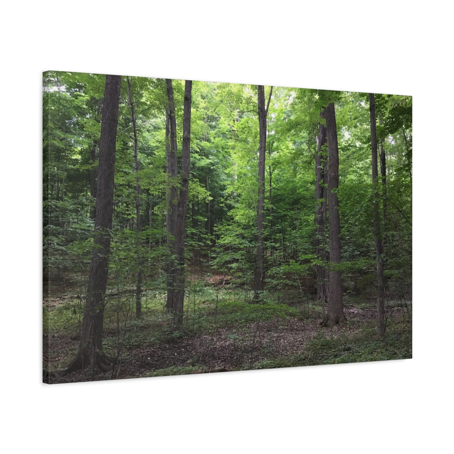 Serene Forest Canvas Art - Stretched Wall Décor for Natural Ambiance Sacred Grove
