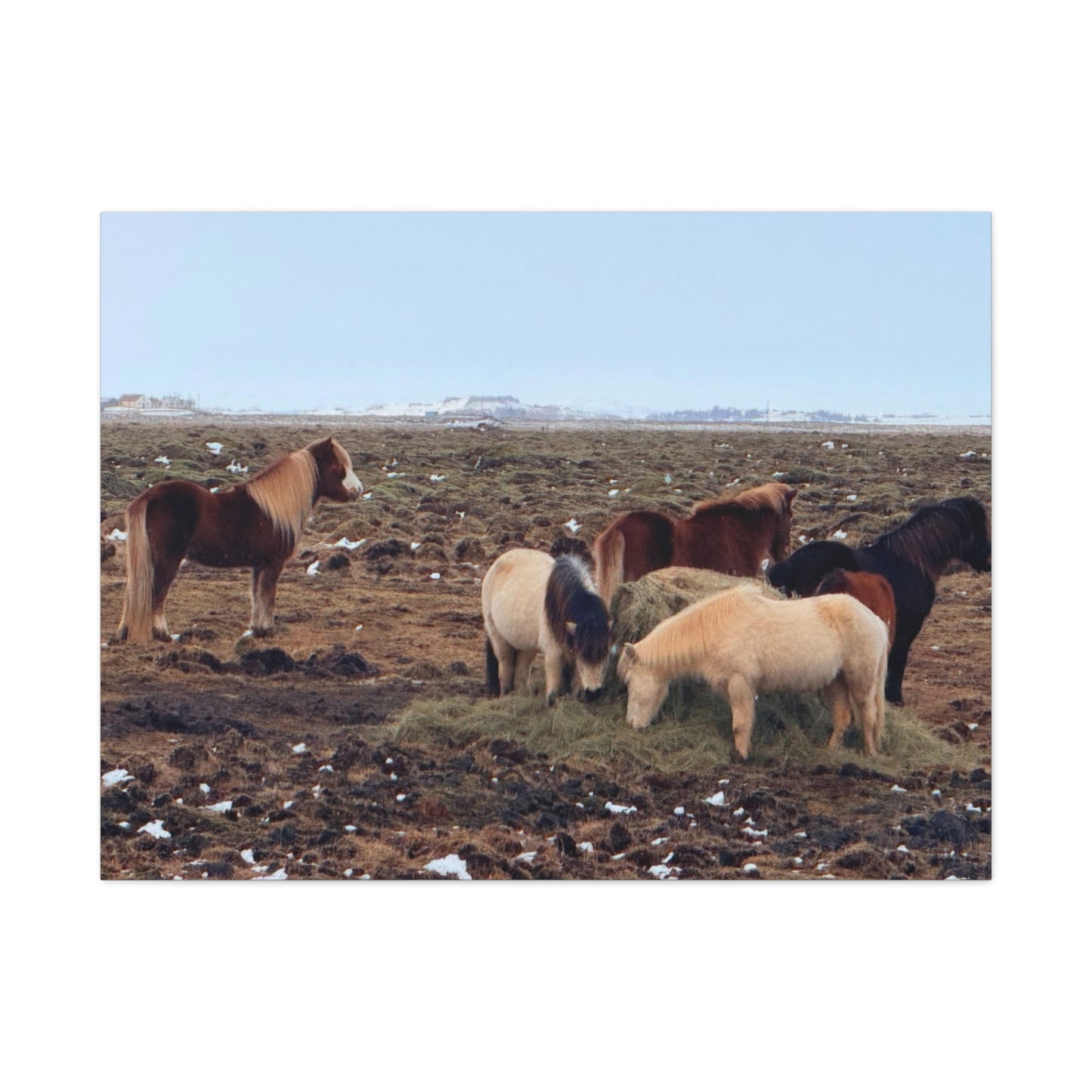 Icelandic Horse Canvas Art - Matte Stretched Print for Animal Lovers