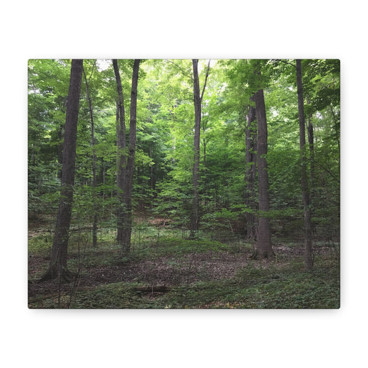 Serene Forest Canvas Art - Stretched Wall Décor for Natural Ambiance Sacred Grove