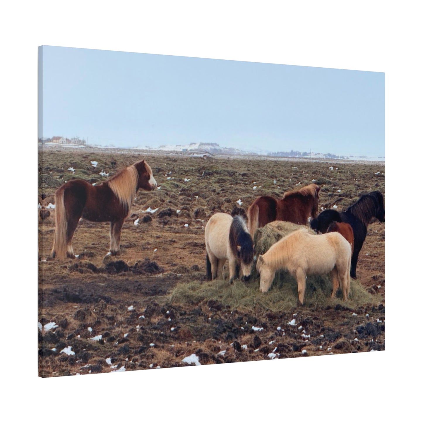 Icelandic Horse Canvas Art - Matte Stretched Print for Animal Lovers