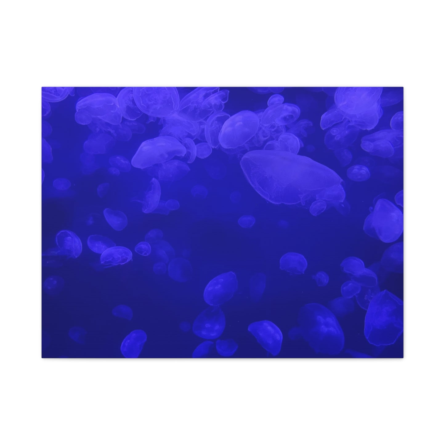 Jellyfish Watercolor Canvas Art - Ocean Theme Wall Decor