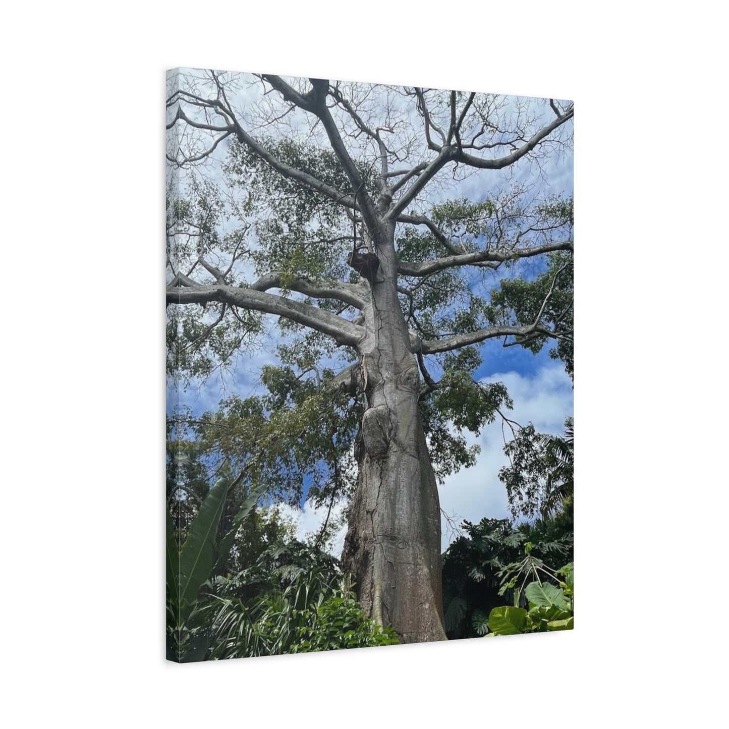 Stretched Canvas Art - Majestic Tree Wall Decor for Nature Lovers