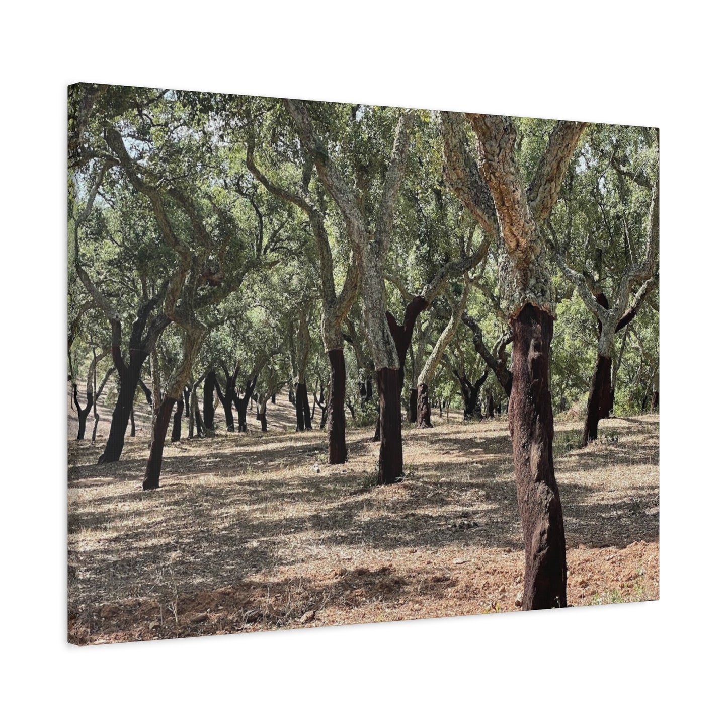 Nature-Inspired Matte Canvas Art | Forest Wall Decor Cork Trees