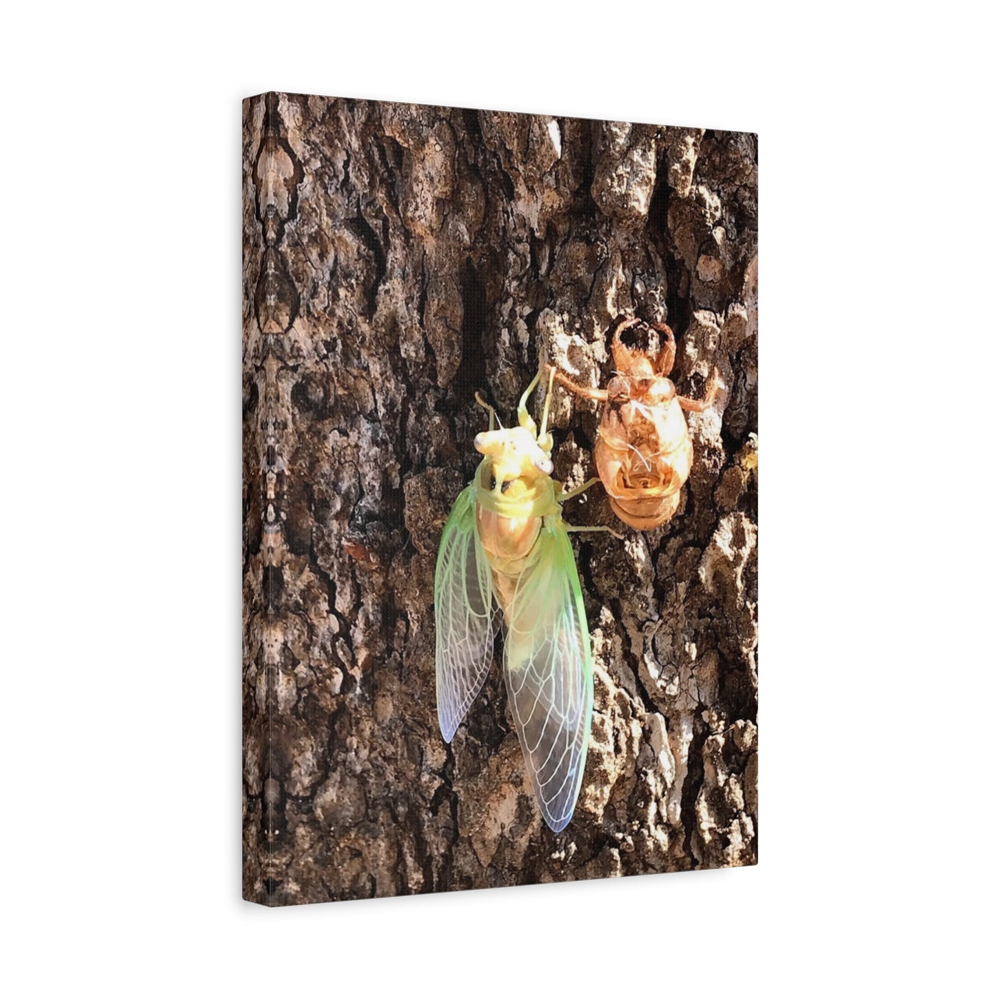 Nature-Inspired Wall Art: Cicada Lifecycle Canvas Print