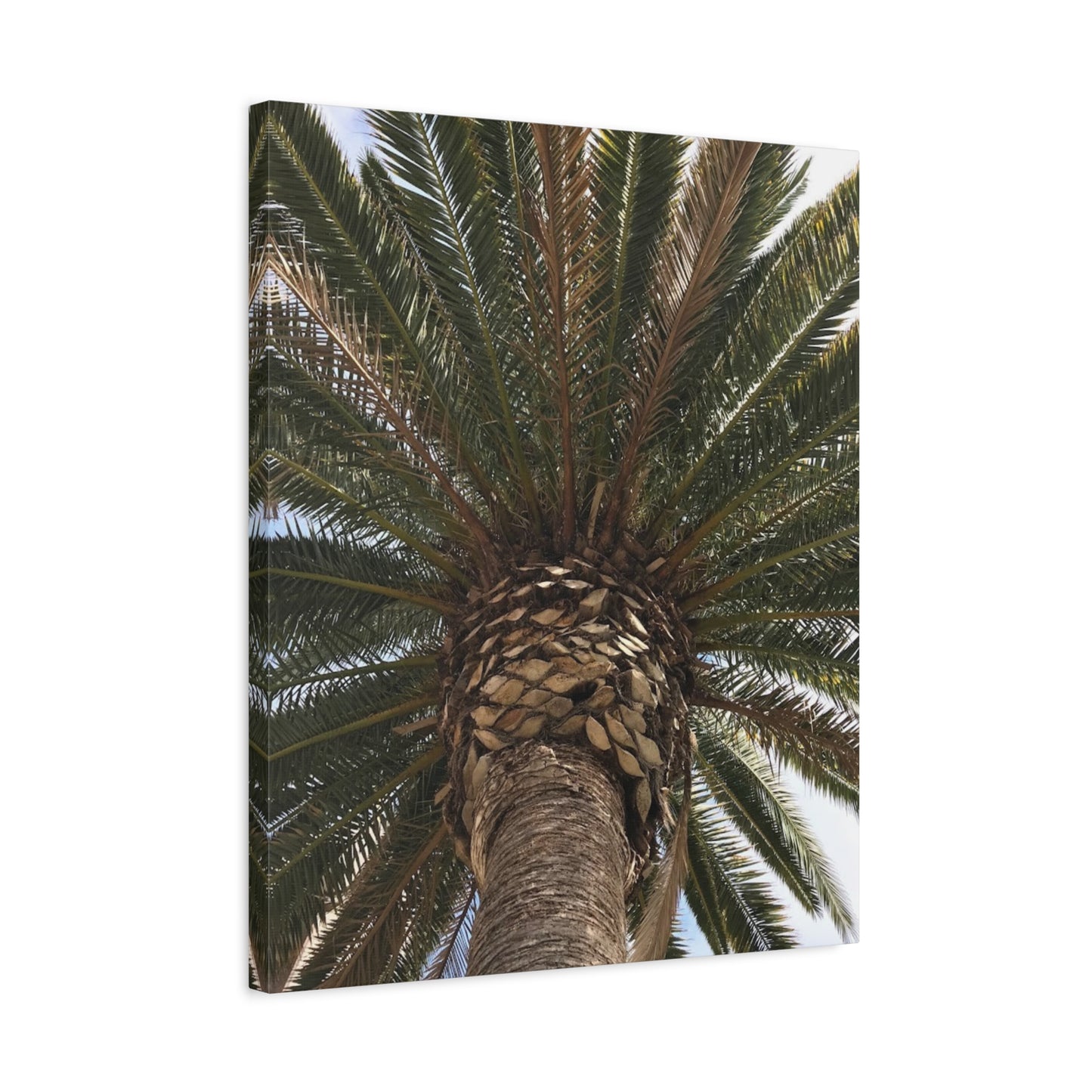 Tropical Palm Tree Canvas Art - Stretched Wall Decor for Home or Office