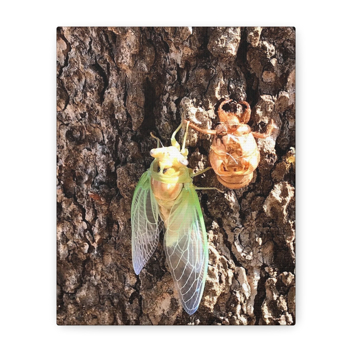 Nature-Inspired Wall Art: Cicada Lifecycle Canvas Print