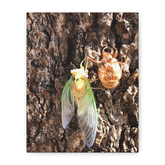 Nature-Inspired Wall Art: Cicada Lifecycle Canvas Print