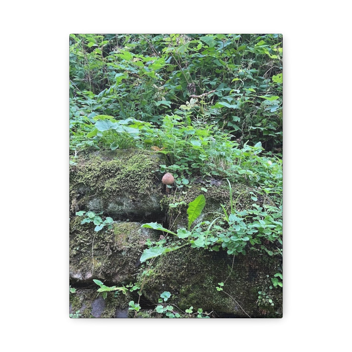 Nature-Inspired Stretched Canvas Print - Rustic Greenery Art for Home Décor