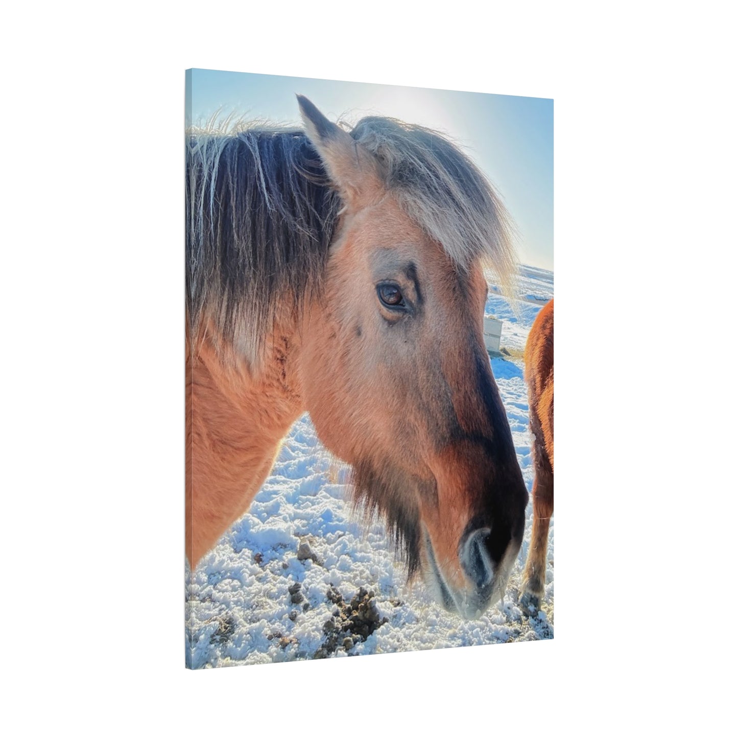 Beautiful Horse Canvas Wall Art - Stretched Matte Print for Animal Lovers