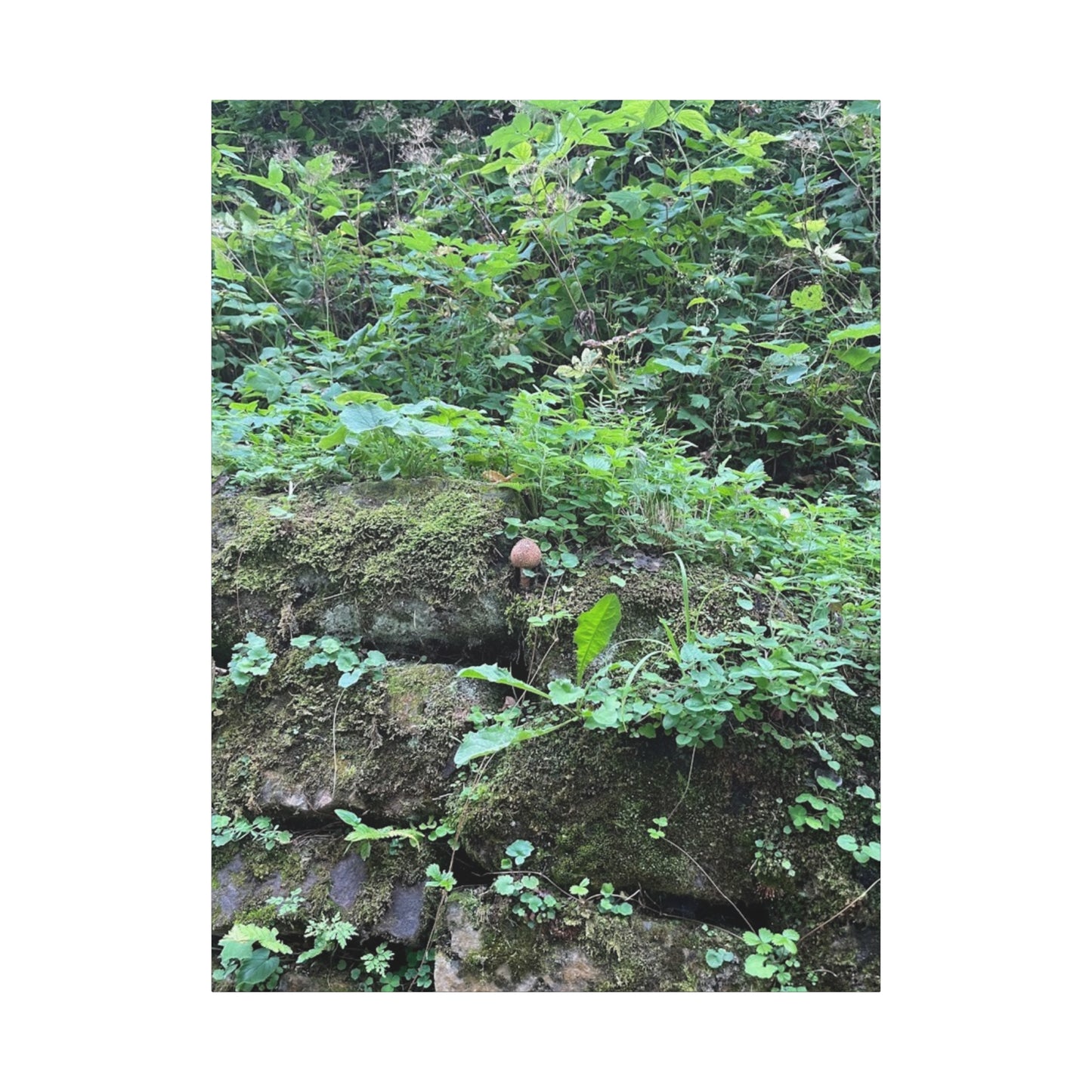 Nature-Inspired Stretched Canvas Print - Rustic Greenery Art for Home Décor
