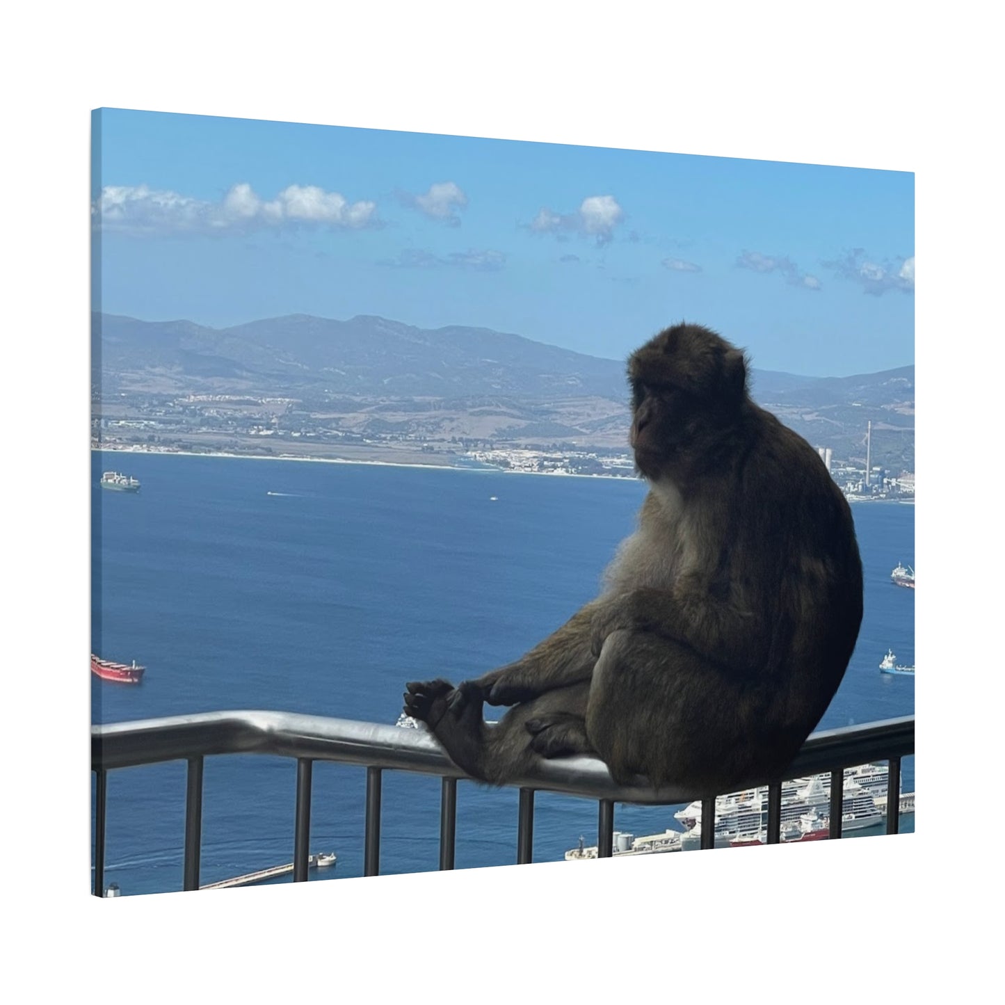Monkey by the Sea Canvas Art - Relaxing Coastal Wall Decor Gibraltar