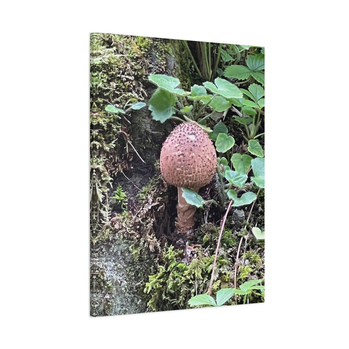 Nature-Inspired Mushroom Canvas Print - 1.25" Stretched Wall Art