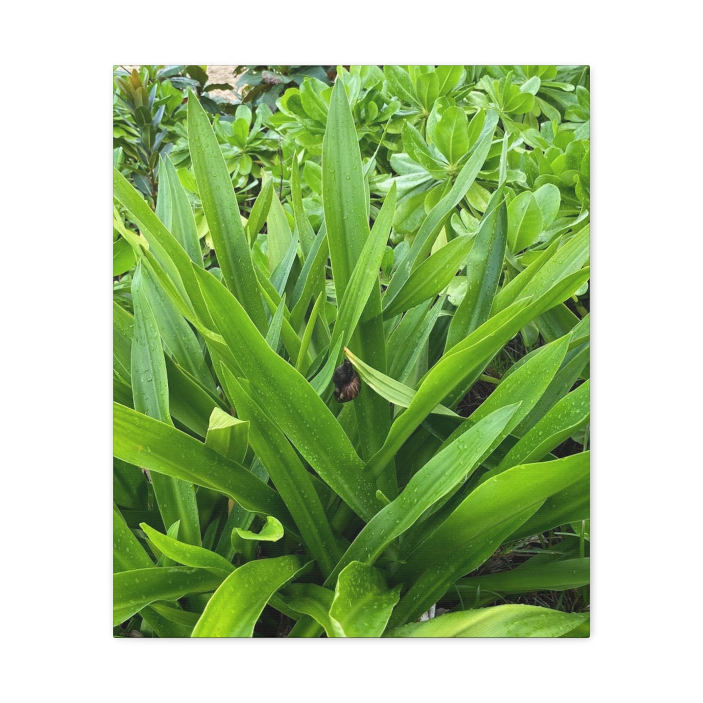 Nature-Inspired Matte Canvas Wall Art - Lush Greenery with snail