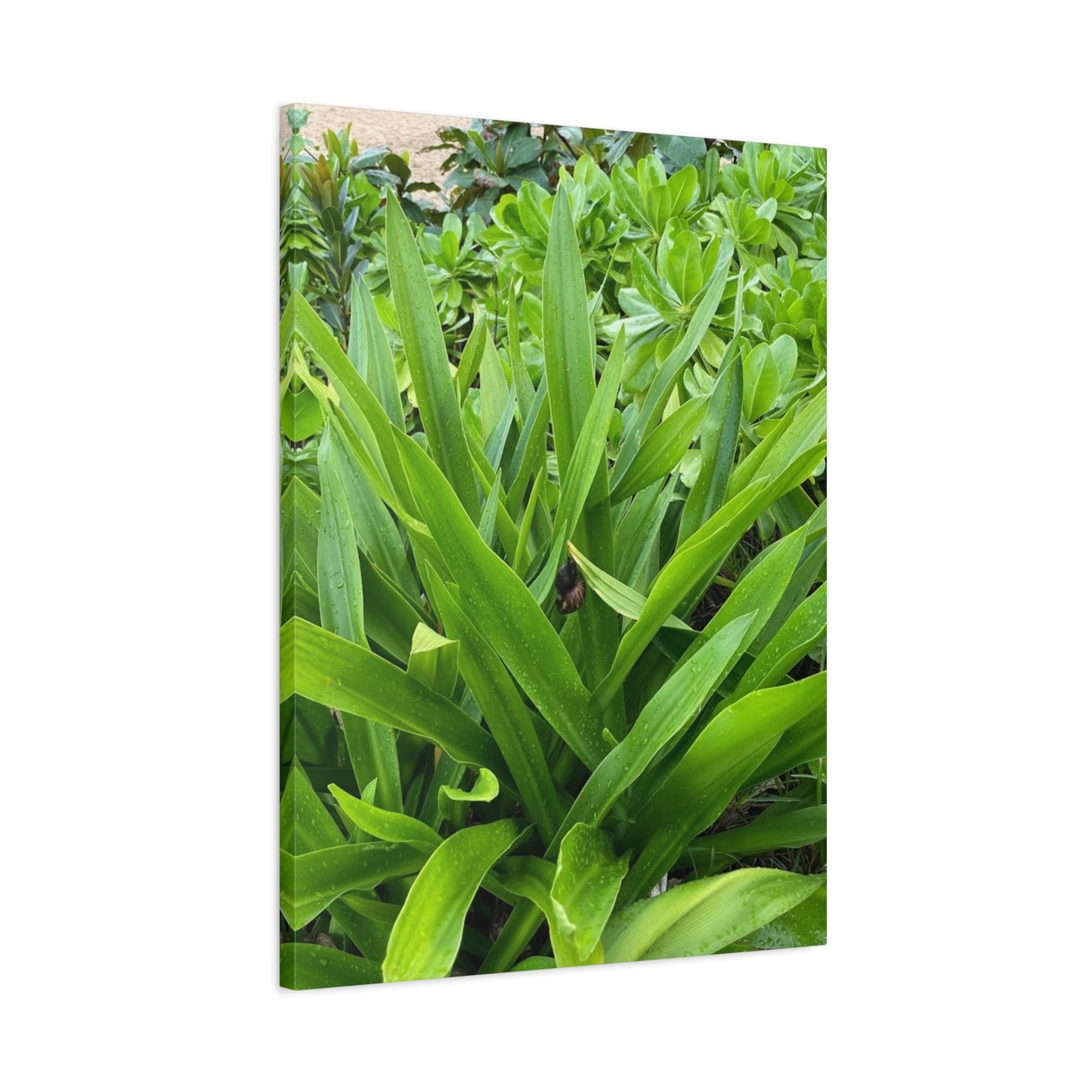 Nature-Inspired Matte Canvas Wall Art - Lush Greenery with snail