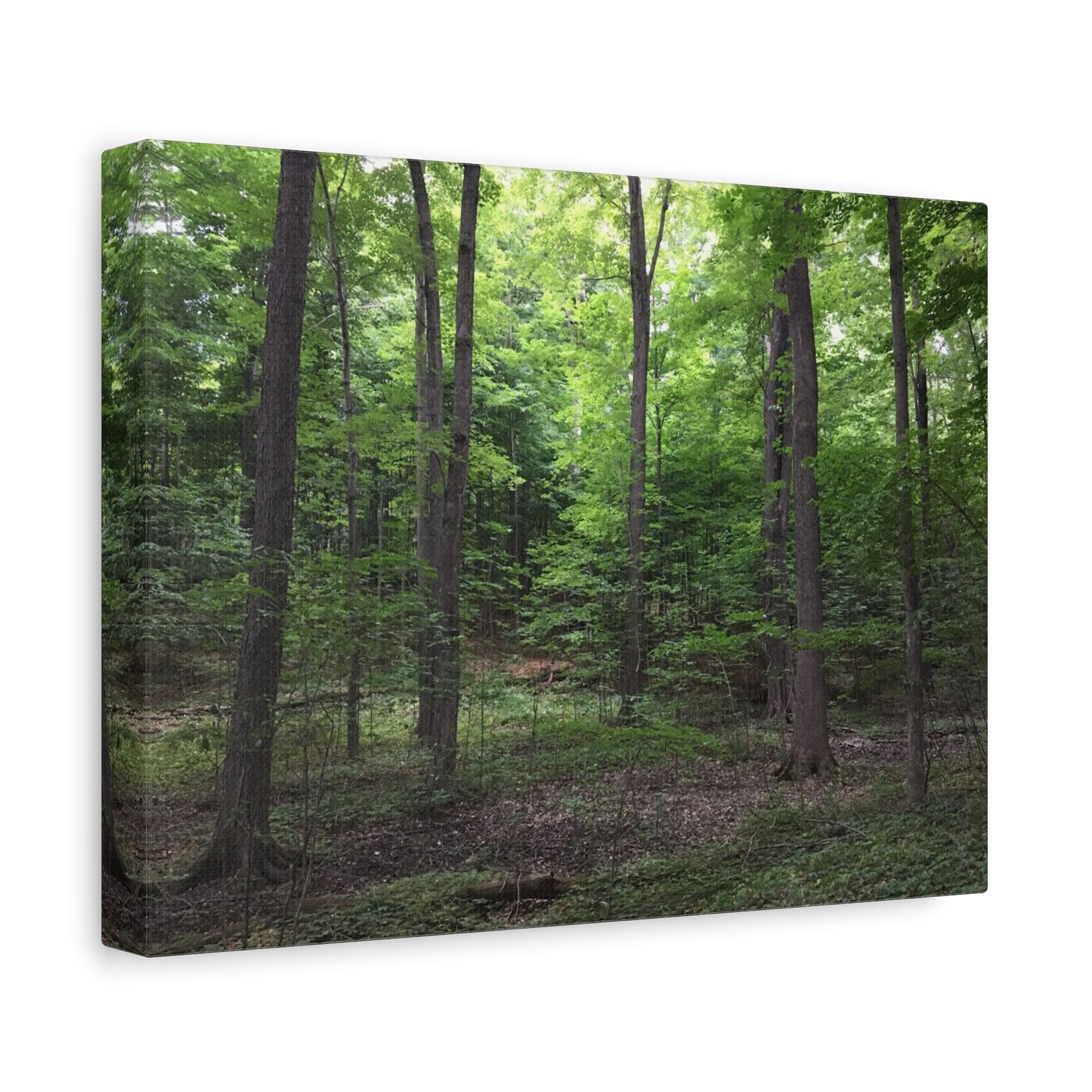 Serene Forest Canvas Art - Stretched Wall Décor for Natural Ambiance Sacred Grove