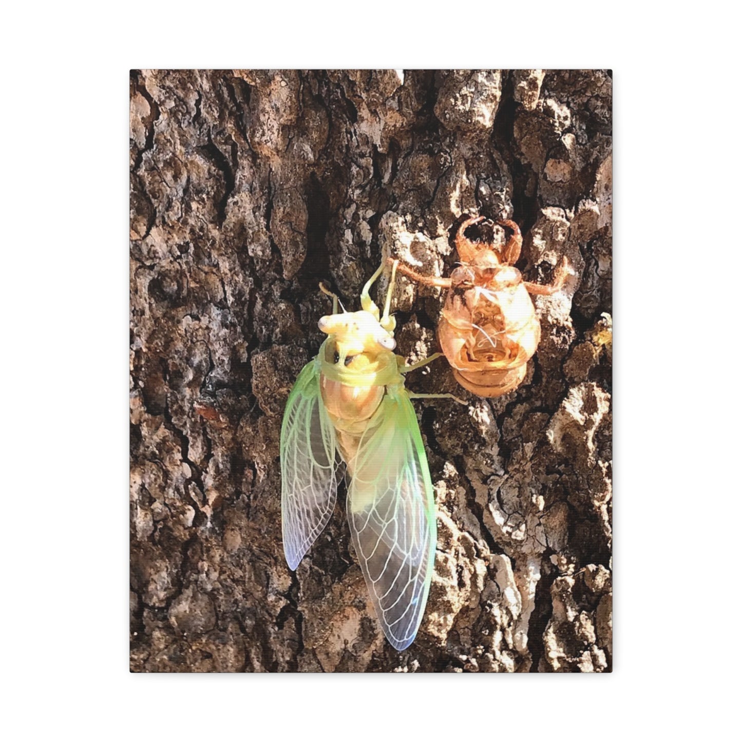 Nature-Inspired Wall Art: Cicada Lifecycle Canvas Print