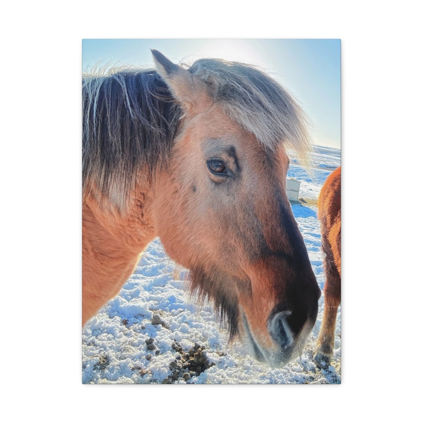 Beautiful Horse Canvas Wall Art - Stretched Matte Print for Animal Lovers