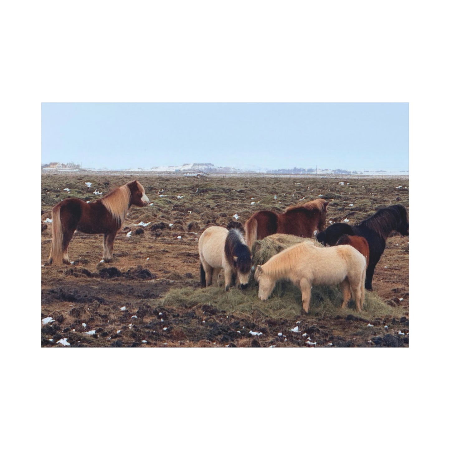 Icelandic Horse Canvas Art - Matte Stretched Print for Animal Lovers