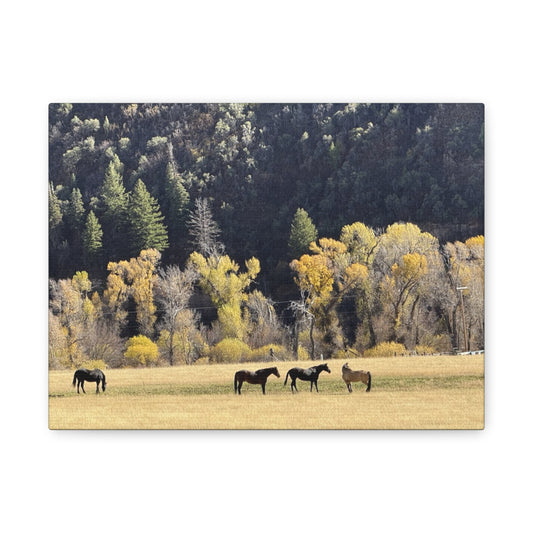Scenic Horse Canvas Print - Rustic Wall Art for Nature Lovers