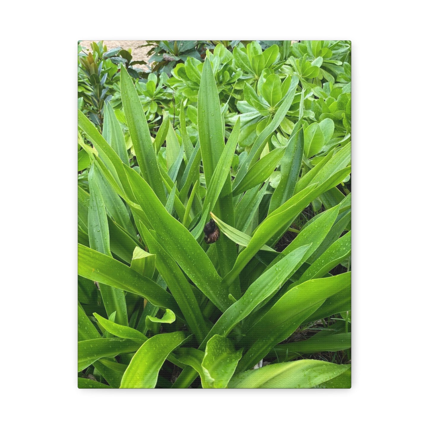 Nature-Inspired Matte Canvas Wall Art - Lush Greenery with snail