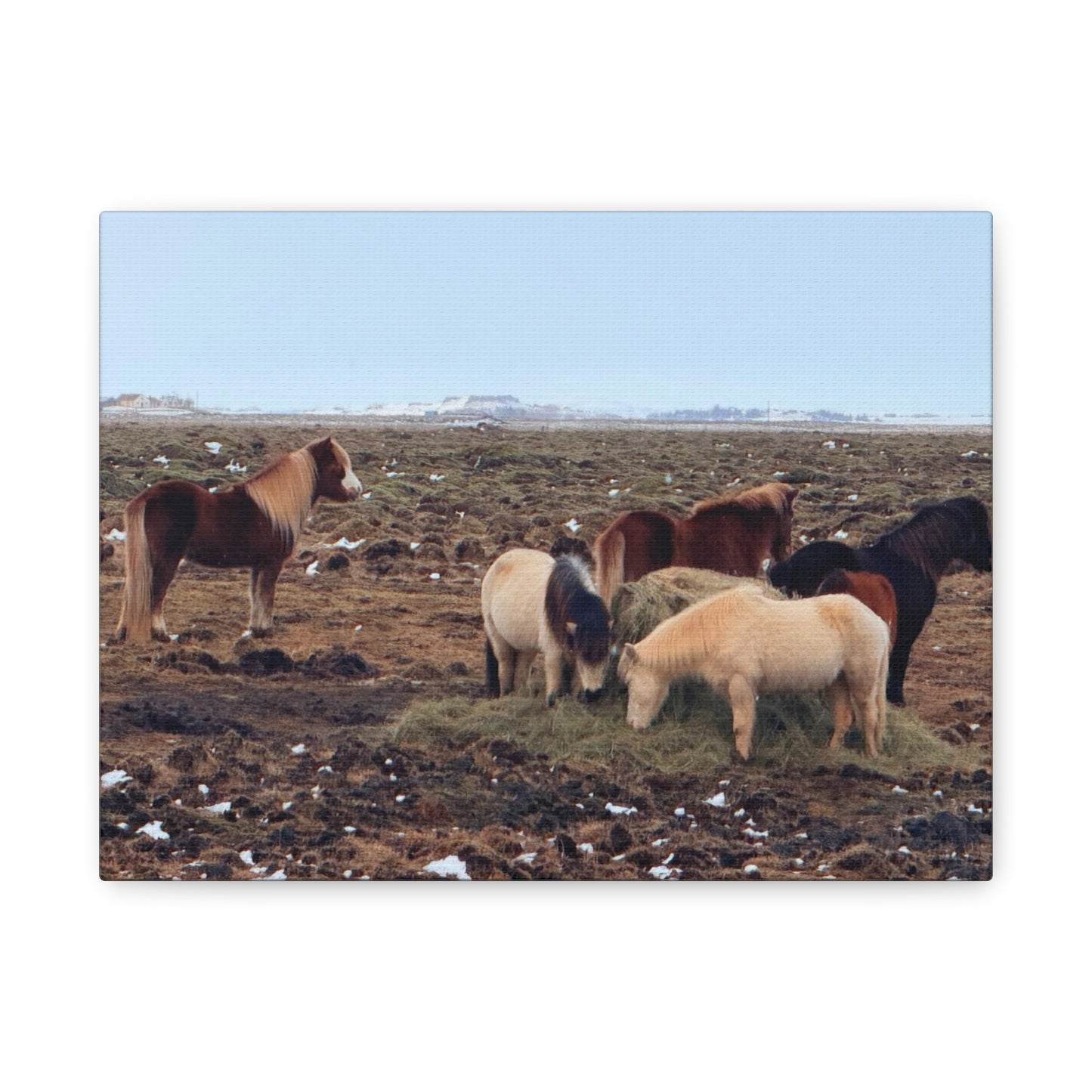Icelandic Horse Canvas Art - Matte Stretched Print for Animal Lovers