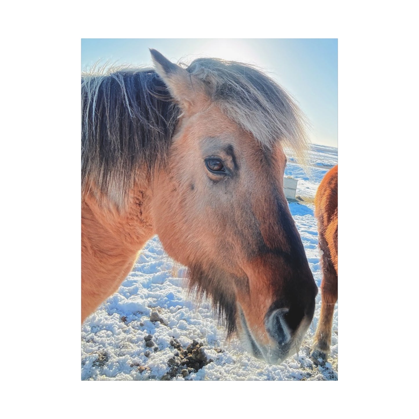 Beautiful Horse Canvas Wall Art - Stretched Matte Print for Animal Lovers