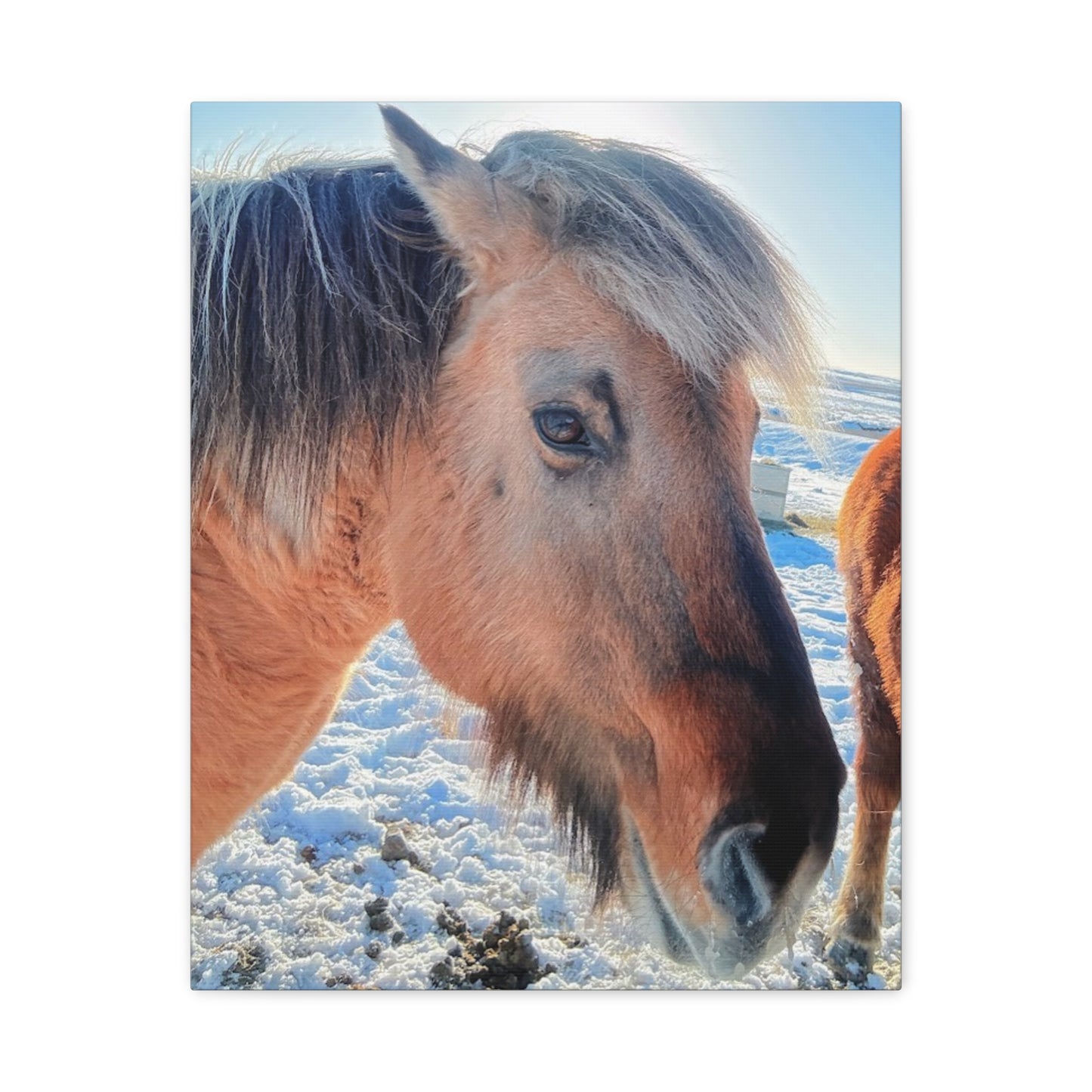 Beautiful Horse Canvas Wall Art - Stretched Matte Print for Animal Lovers